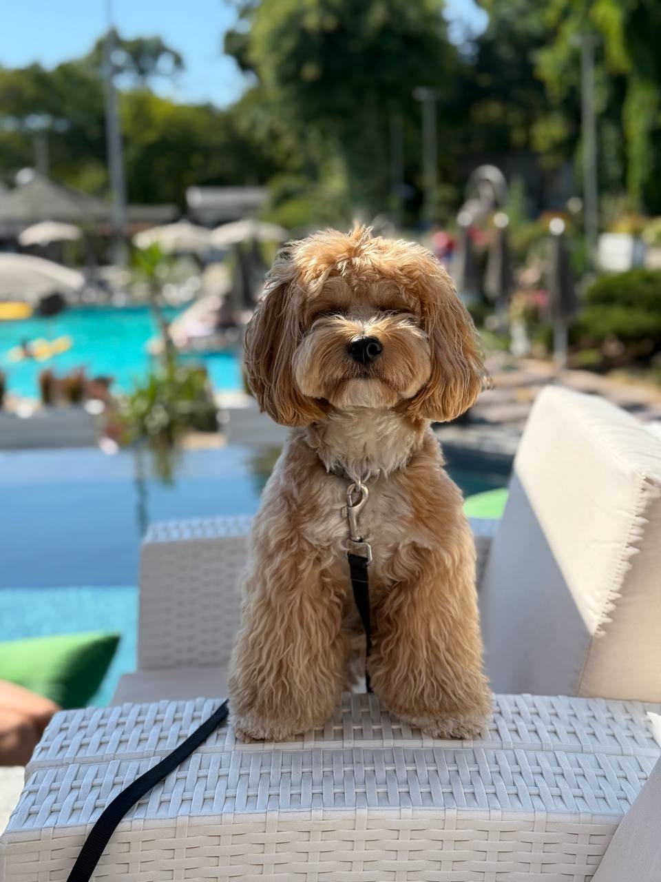 Buddha Beach — Pet Friendly